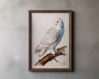Vintage Audubon Snowy Owl Print, John James Audubon, Snowy Owl Wall Art, Birds of America, Vintage Bird Drawing, Printable Wall Art 42