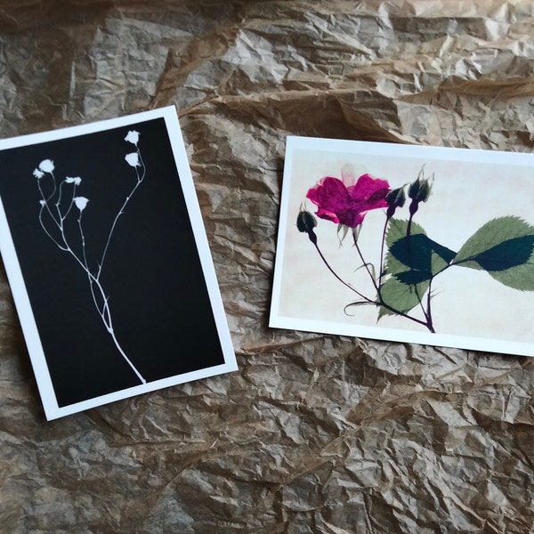 Kunstfoto 2er Postkartenset mit Naturmotiv Flora Kunst Naturmotiv Analogfoto Fotografie