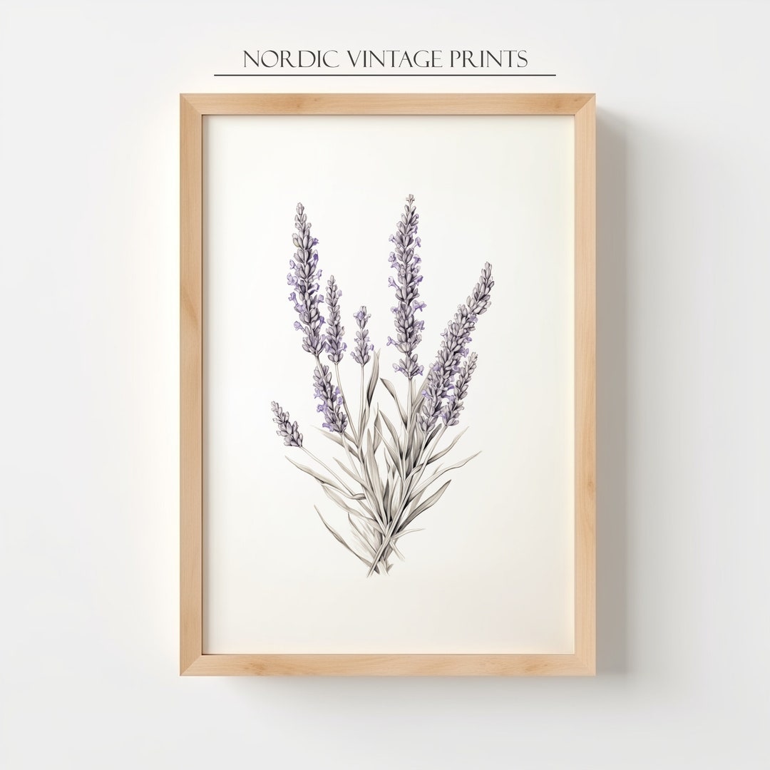 Printable Lavender Pencil Drawing Vintage Print Vintage Pencil