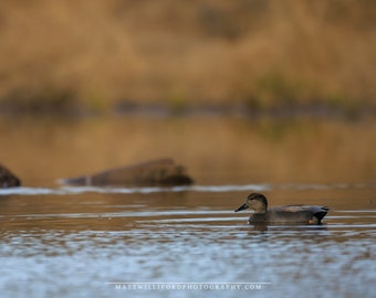 Solitude on the Water: Gadwall Duck in Repose