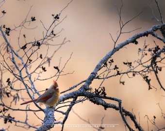 Twilight Serenity: Northern Cardinal on a Frosted Branch