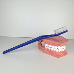 Op de afbeelding: Een blauwe tandenborstel met witte haren rustend op een roze anatomisch gebitsmodel van menselijke tanden. Het model bevat een set witte tanden in roze tandvlees, wat de structuur van de boven- en onderkaak in gesloten stand toont.