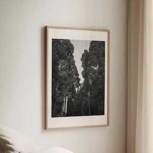 Impression de photographie de forêt monochrome : art mural minimaliste en noir et blanc d&#39;arbres (téléchargement numérique)
