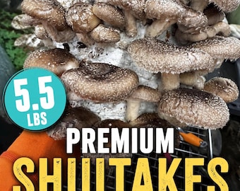 Shiitake 3790 Mushroom 5lb Fruiting Block: Ready to Fruit Table Top Farm Grow Kit