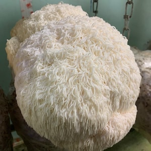 Crinière de lion (Hericium erinaceus) Seringue LC de culture liquide super dentiere Singe lions agressif et prolifique Champignons champignons à pompons