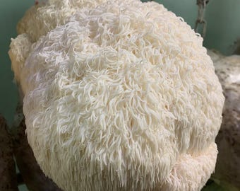 Appalachian Lion's Mane “Super Tooth” Liquid Culture – Farm Tested Hericium erinaceus