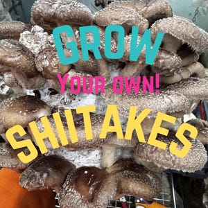 Puede incluir: Primer plano de un grupo de setas shiitake con sombreros marrones y tallos blancos. La imagen incluye el texto "GROW YOUR OWN! SHIITAKES" en letras de bloque turquesa, rosa y amarillo. Las setas están sobre una rejilla metálica.