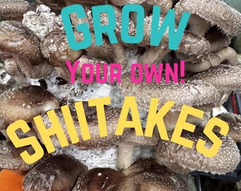 Bloque de fructificación de hongos shiitake de 5 lb: Kit de cultivo de mesa listo para fructificar