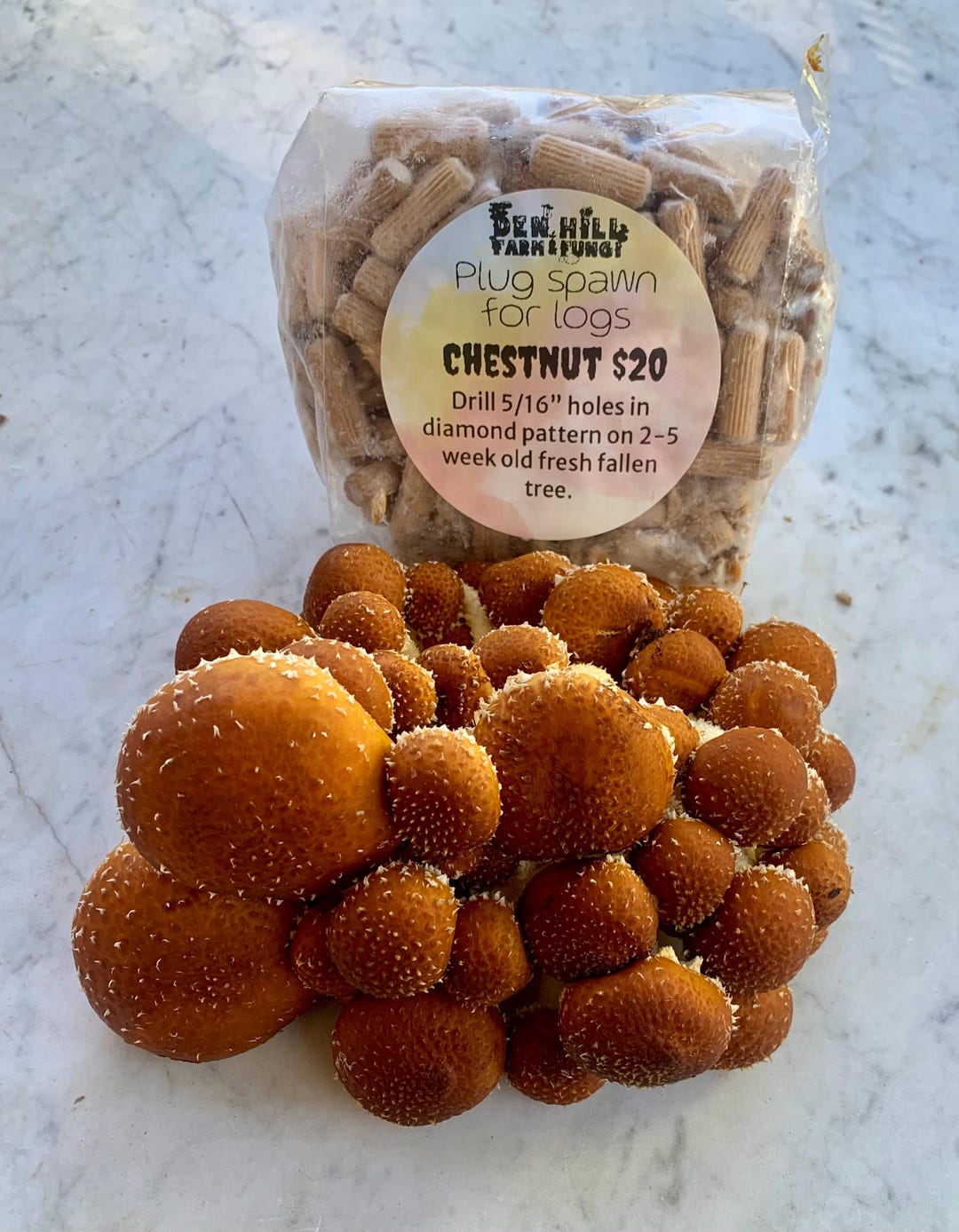 Chestnut Mushroom Log Spawn | Pholiota Adiposa | Farm Tested Heavy ...