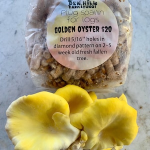 Puede incluir: Un paquete de spawn de enchufe para troncos, etiquetado como "Golden Oyster". La imagen también muestra un grupo de setas ostra de color amarillo brillante. El texto de la etiqueta indica que se deben perforar agujeros de 8 mm en forma de diamante en un árbol recién caído.