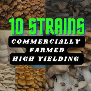 Mushroom Farm Starter Kit Liquid Culture 10 Pack: Production-Tested Strains