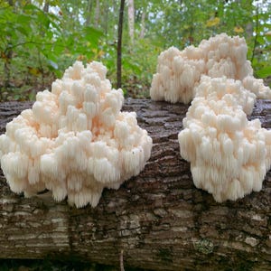 May include: Three white, spiky, mushroom-like fungi growing on a brown log in a forest setting.