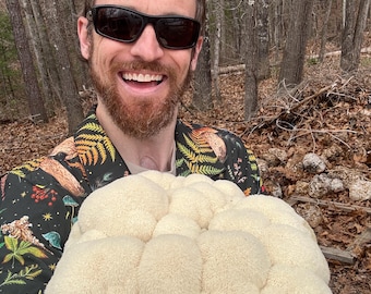 Blocco di fruttificazione di fungo criniera di leone (grande): coltura selvatica degli Appalachi, pronto per la fruttificazione, 2,5 kg