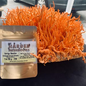 Boost-Energie mit Cordyceps Militaris 10X Extrakt-Pulver ohne Füllstoffe /BS Bioverfügbare Cordycepin