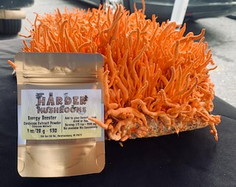 Extracto de Cordyceps Militaris 10X en polvo / Cuerpo fructífero entero / Sin rellenos / Cultivado en los Apalaches