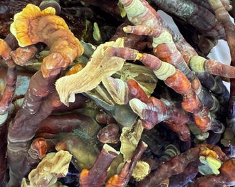 Pre-Extracted Reishi Antlers: Appalachian Grown, Bulk Wholesale