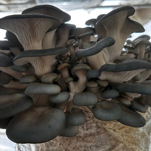 Appalachian Blue Oyster Wild Specimen Liquid Culture LC Syringe Ready to grow! From our commercial production line Pleurotus ostreatus