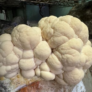 Könnte beinhalten: Nahaufnahme eines großen, cremefarbenen Pilzes mit einer dichten, blumenkohlartigen Textur. Der Pilz befindet sich in einer Wachstumsumgebung, mit einem Regal und anderen Pilzen im Hintergrund. Die Farbpalette ist neutral.