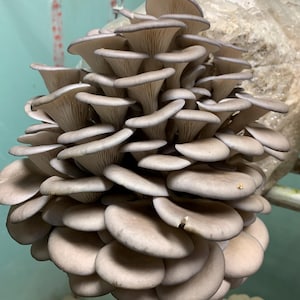May include: A cluster of oyster mushrooms, with overlapping, fan-shaped caps in shades of gray and tan. The mushrooms are suspended from a chain, with a light green background.