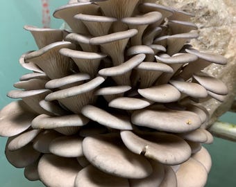 Bloque de fructificación de hongos ostra XL (variedad a elegir): listo para fructificar, 11 lb, Table Top Farm