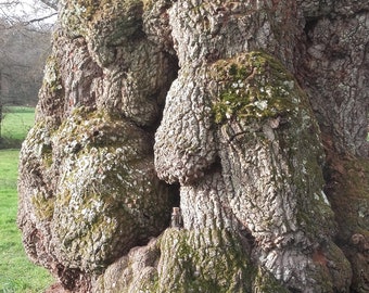 sacred land, bottle of thousand-year-old oak dust, Guillotin oak, Brocéliande, ritualized at the full moon, sacred place, healing.