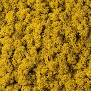 Mousse de renne préservée, lichen finlandais stabilisé de qualité supérieure, jaune, pour décoration murale Green Art, mariage, printemps, Pâques, travaux manuels, vente en gros