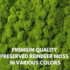 Vraie mousse stabilisée, renne, mousse verte de Finlande naturelle stabilisée, lichen, décoration de fleuriste pour le bricolage, art mural, décoration de mariage, botanique