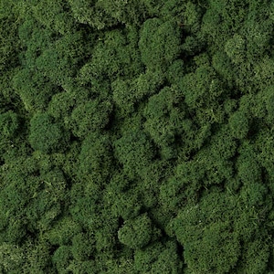 Mousse de Finlande préservée de renne, lichen naturel vert foncé pour l&#39;art mural botanique, mariages, printemps, décoration de Pâques, bricolage, artisanat, vente en gros