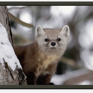 May include: A brown and white pine marten with black eyes looks directly at the camera. The marten is standing on a snow-covered tree branch.