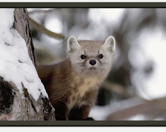 Cheeky Pine Marten