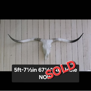 You Choose Longhorn skull 60-72in wide!! AUTHENTIC - Texas Longhorn Skull - Home Decor gift for her & him - DISABLED VETERAN Owner