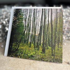Im Hochmoor, Trauerkarte, Beileidskarte, Kondolenzkarte, kahle Bäume, Trostlosigkeit, Abschiedskarte, Trostkarte, Verlust, Einsamkeit