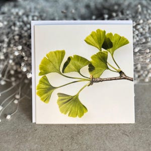 Sonnenfächer, Ginko, Ginkgo, lebendes Fossil, Heilpflanze, Ginkokarte, Grußkarte, Glückwunschkarte, Einladungskarte, Geburtstagskarte, Taufe