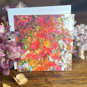 Herbstfärbung, Bunte Blätter, Herbstlaub, Herbst, Trauerkarte, Beileidskarte, Grußkarte, Anteilnahme, herzliches Beileid, Vergänglichkeit