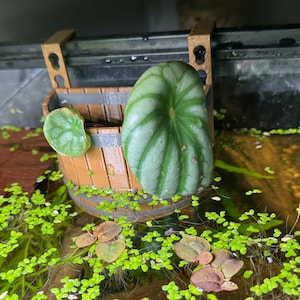 Puede incluir: Una pequeña maceta en forma de barril marrón con una planta de peperomia sandía verde y plateada. La maceta está suspendida de un soporte marrón. La maceta está rodeada de plantas acuáticas.