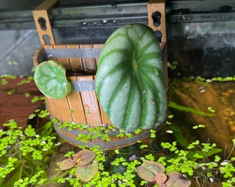 Rustieke hangende aquariumbak voor pothos en waterplanten