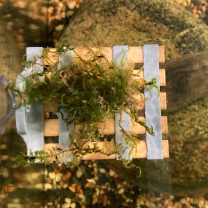 Peut inclure: Gros plan d'un petit porte-plante en bois avec une ventouse. Le porte-plante a quatre lattes horizontales et est rempli de mousse verte. Le porte-plante est fixé au côté d'un aquarium en verre.