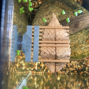 May include: A brown leaf is held in place by a grey plastic leaf holder with a suction cup. The leaf holder has a series of thin, horizontal slats that hold the leaf in place.