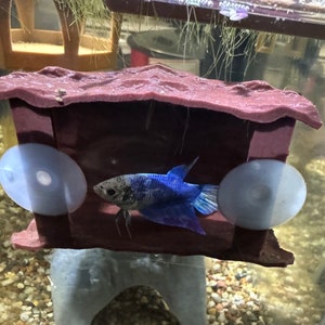 Può includere: Un pesce betta blu e bianco nuota in un acquario con una grotta di plastica marrone attaccata al lato con ventose.
