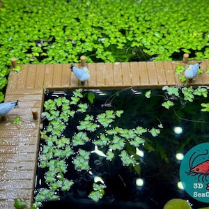 May include: A miniature pond scene with a small wooden dock and three miniature seagulls. The pond is filled with green aquatic plants and has a dark blue water surface. The background is a bed of green plants. The image includes the text "3D SeaCrafts".