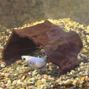 Può includere: Un piccolo pesce blu e viola nuota in un acquario con una grotta in ceramica marrone e un substrato di ghiaia.