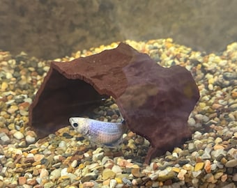Acuario Cueva de Tronco Hundido: Escondite de Peces