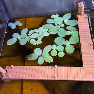 Dock/Pier Filter Corner Corral | Decorative Aquarium Filter Guard | Floater Plant Protection