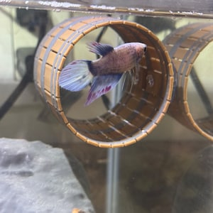 Può includere: Un pesce betta nuota attraverso un tunnel decorativo in legno marrone in una vasca per pesci. Il tunnel è composto da più anelli che sono collegati tra loro.