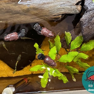 May include: A close-up of a small aquarium with a brown and black log, green plants, and four pink and black fish. The water is clear and the bottom is covered in small pebbles. The image also includes a logo for 3D SeaCrafts.