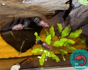 以下が含まれることがあります： 茶色と黒の丸太、緑の植物、ピンクと黒の魚が4匹いる小さな水槽のクローズアップ。水は澄んでいて、底は小石で覆われています。画像には、3D SeaCraftsのロゴも含まれています。