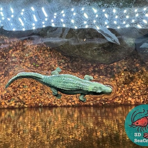 May include: A green alligator swimming in a tank with a brown gravel bottom. The alligator is swimming towards the right side of the image. The tank has a clear glass top with a row of white lights.