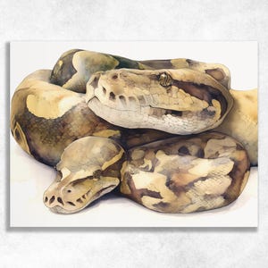 May include: A watercolour illustration of a ball python coiled in a resting position. The snake features a pattern of tan, brown, and cream-coloured scales with a distinct head shape, visible nostrils, and dark eyes, rendered against a plain white background.