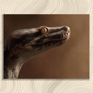 May include: Detailed close-up of a snake's head, featuring intricate scale patterns and a focused expression. The snake displays a brown and tan pattern with a yellow eye, set against a warm brown backdrop. The image highlights the reptile's textured skin and sharp features.