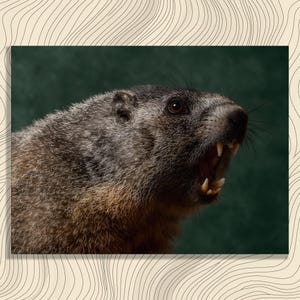 May include: Close-up of a groundhog with brown and gray fur, baring its teeth. The animal's mouth is open, revealing sharp teeth. The background is a dark green, creating a contrast with the groundhog's fur. The image is framed with a beige border.